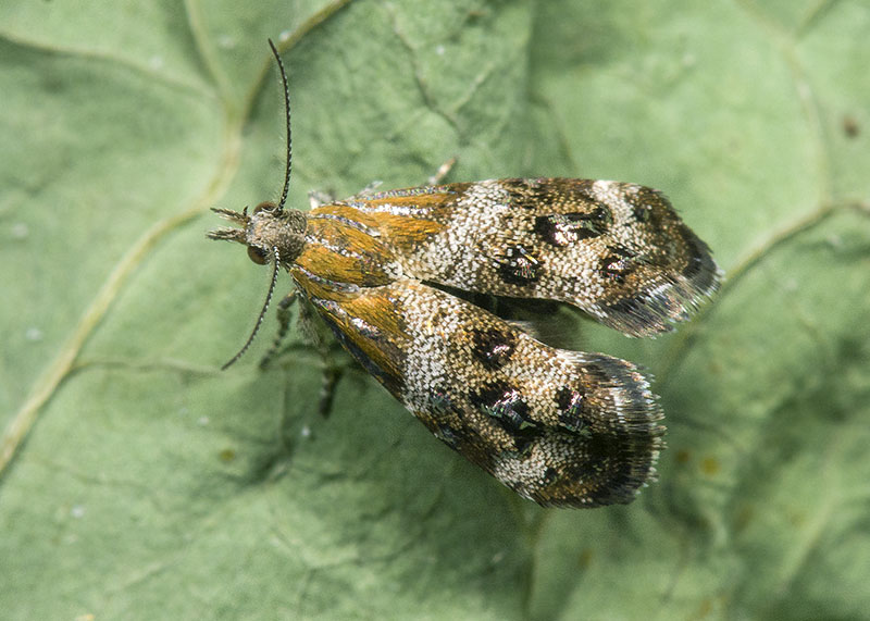 Choreutidae: Tebenna micalis